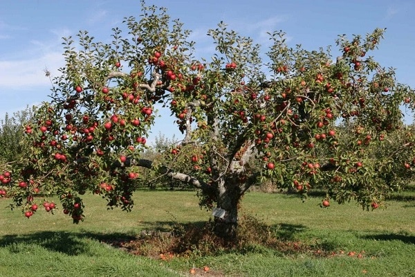 ripening apples