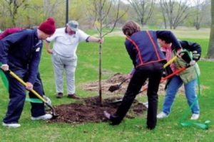 Kaip maitinti jauną ir suaugusią obelą pavasarį, vasarą ir rudenį nokinimo ir vaisiaus metu