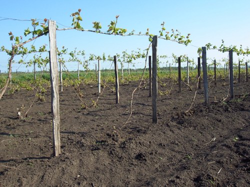 early purple grapes