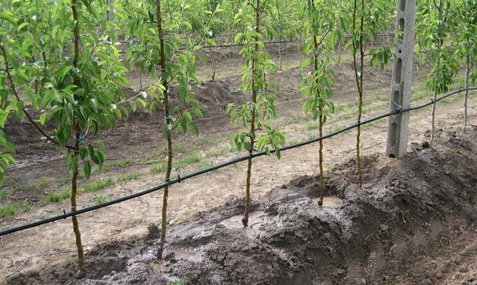 manzanas doradas