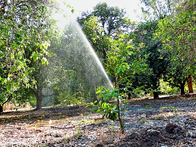 watering cherries