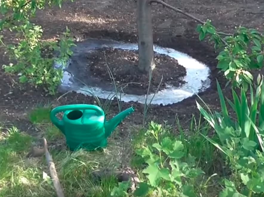 watering cherries