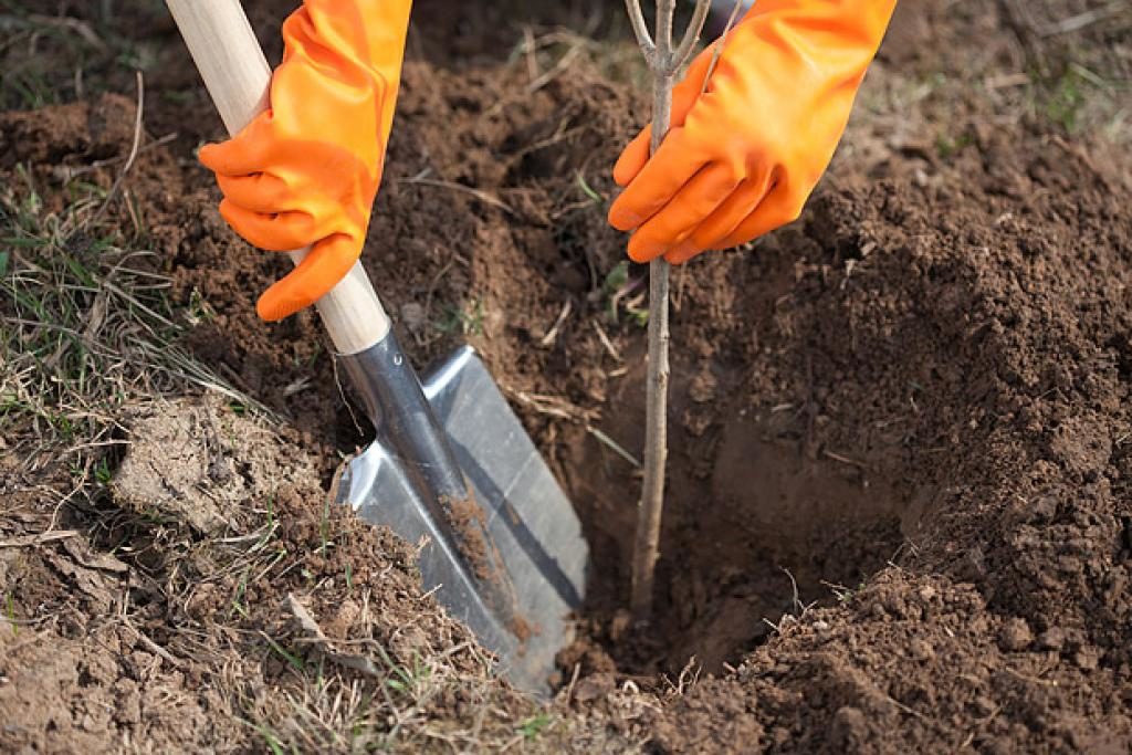 planting cherries