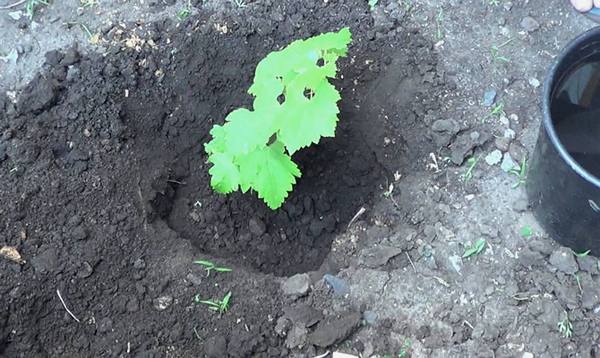 planting grapes