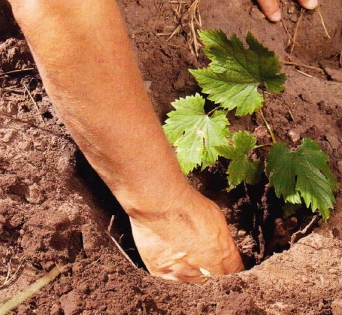 planting grapes