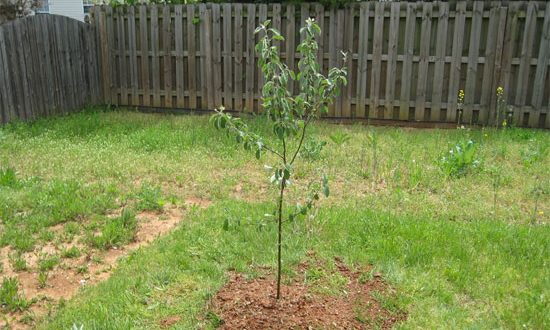 planting an apple tree