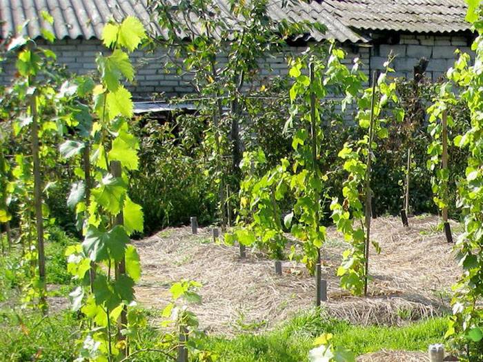 planting grapes