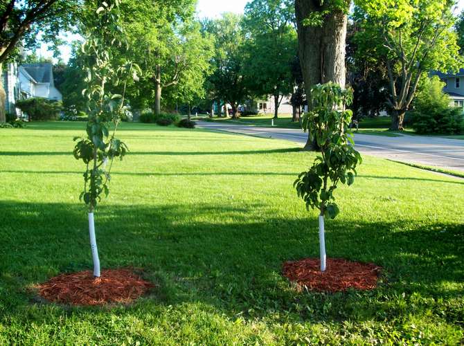 plantant un pomer