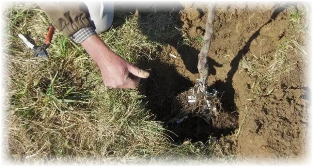 planting an apple tree