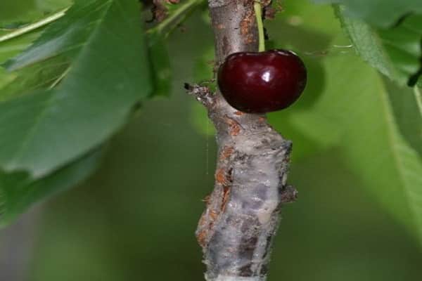 plant cherries