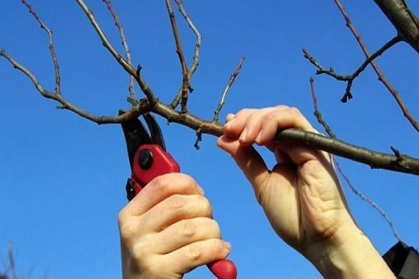 pruning