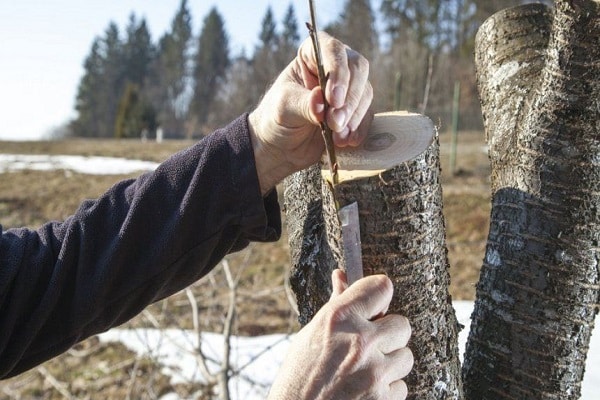 selkä kädessä