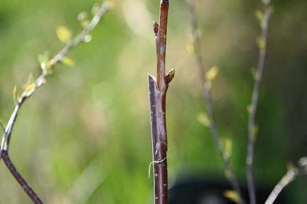 branche d'arbre