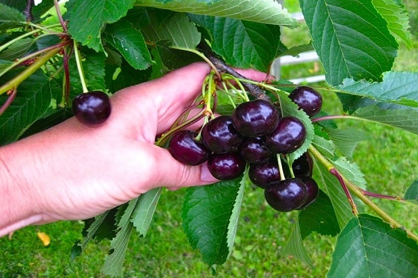 brown berries