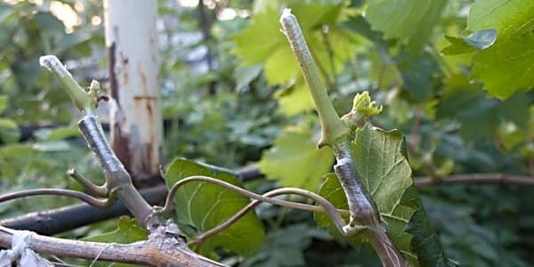 grape grafting