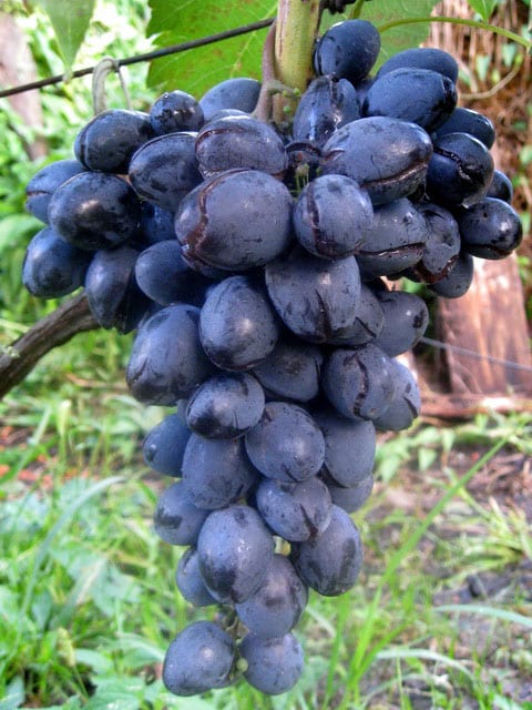 uvas rotas