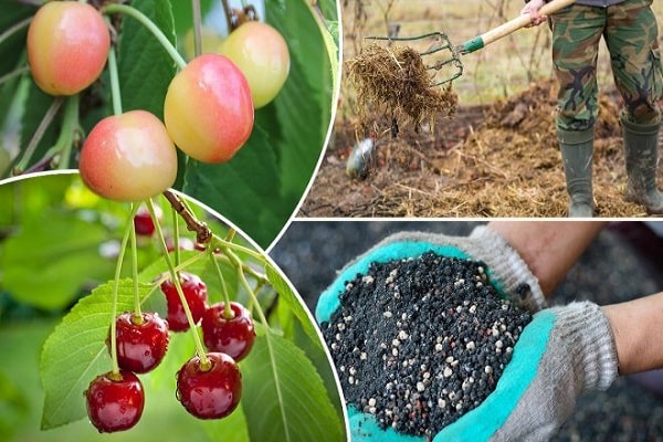 fertilizantes para cultivos