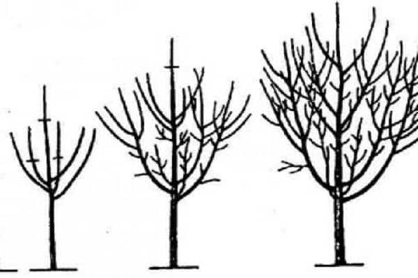 formation de la couronne