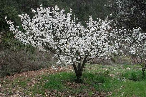 arbusto de árbol