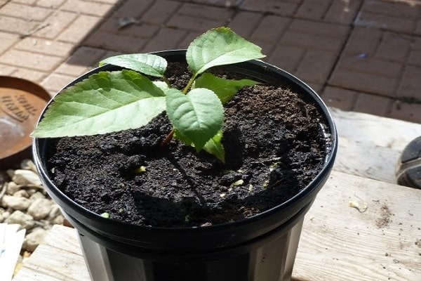 planta en la maceta