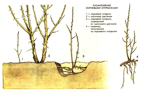 šľachtiteľské programy