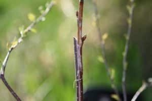 Cómo propagar cerezas con esquejes verdes y capas en casa.