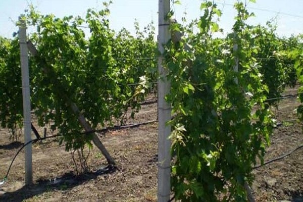 propagate grapes