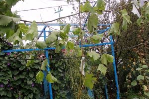 How to propagate grapes with airy and green layers in spring, summer and autumn