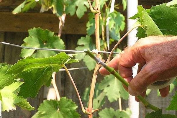 jeune vigne