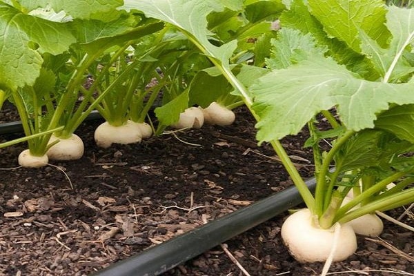 planta en el jardín