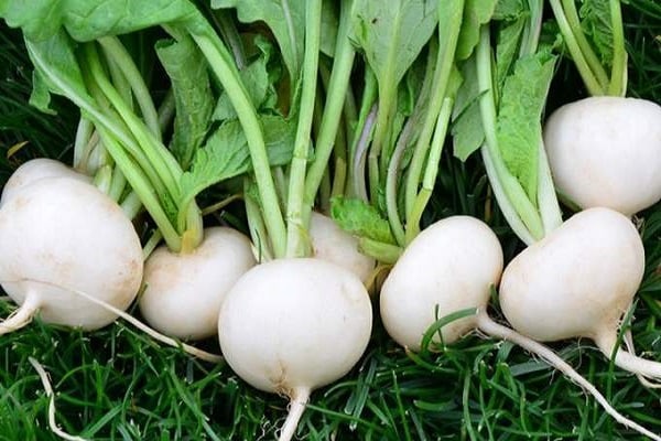 white turnip