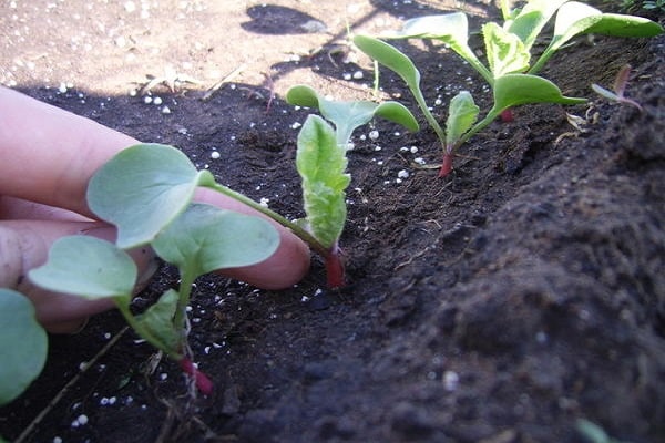 propiedades de la planta