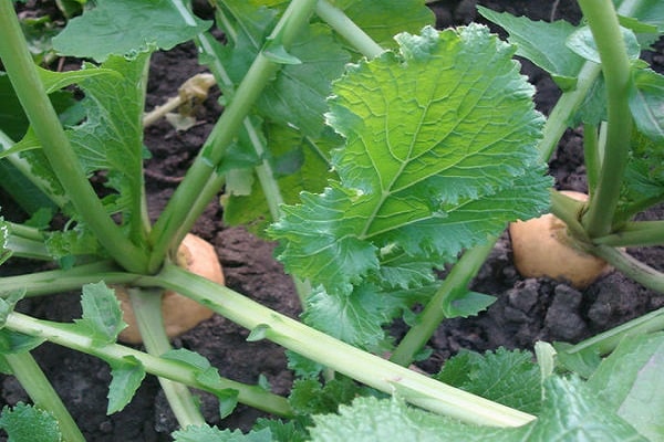 légumes dans le sol