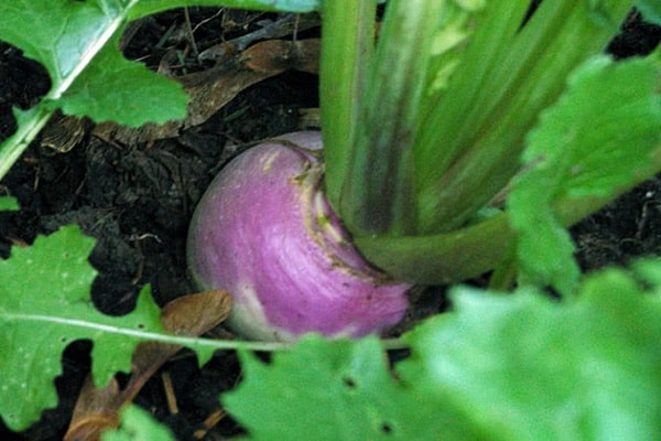 lettuce root vegetable