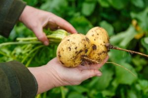 Cultiver et entretenir les navets en plein champ, planter les dates, combien il pousse et quand il mûrit