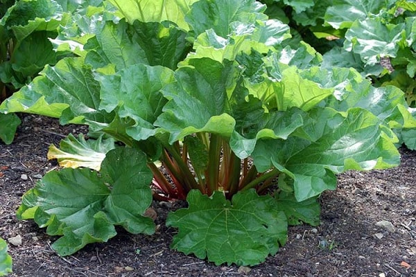 fertilización de plantas