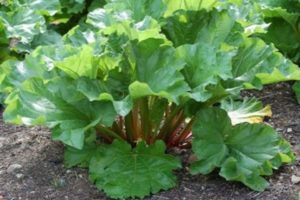 Planting, growing and caring for rhubarb outdoors, when to harvest and how to propagate