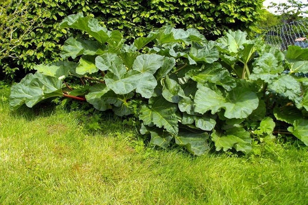 culture de légumes