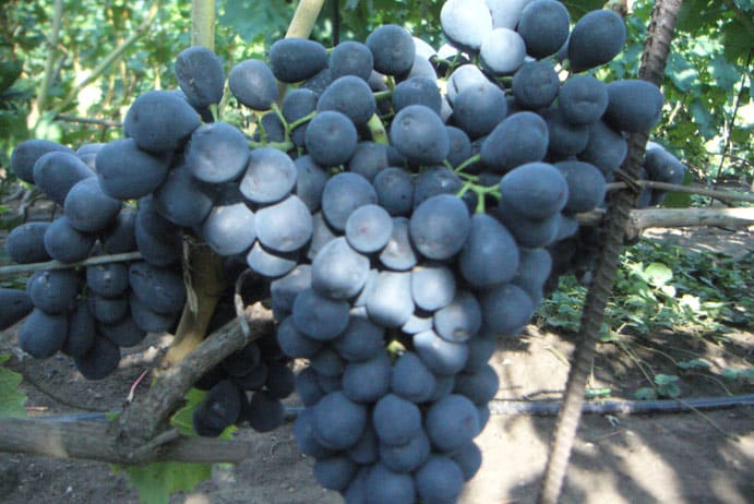 ripe grapes