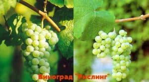 Description and history of breeding Riesling grapes, the rules for its cultivation