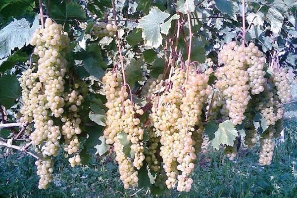 uvas tiernas