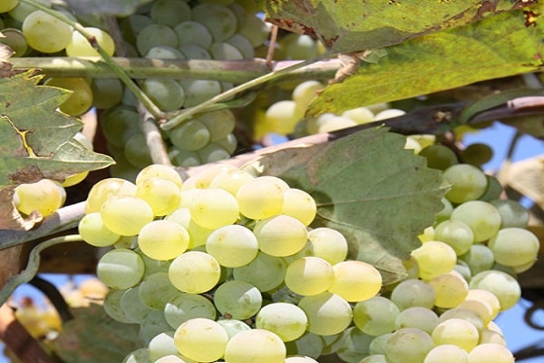 Rkatsiteli grapes