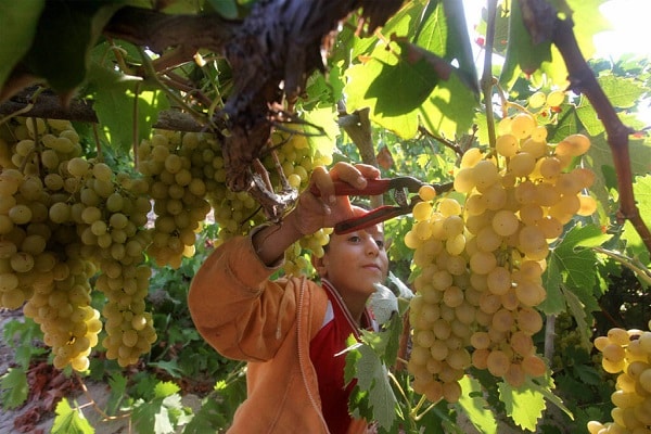 taille des fruits