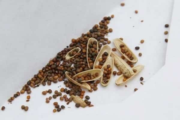 vegetable seeds