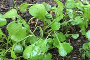 Growing arugula in the open field from seeds and seedlings, planting and care in the country