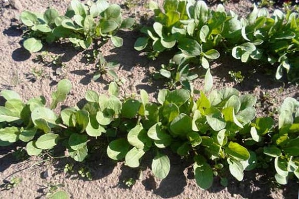 plant feeding