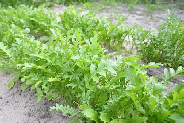 growing arugula