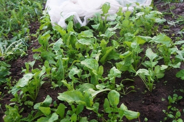 greens in the garden