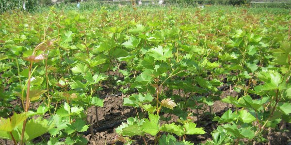 planted grapes