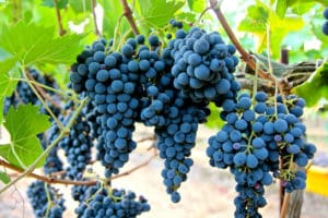 Descripción y características de la variedad de uva Sangiovese, cultivo y cuidado.